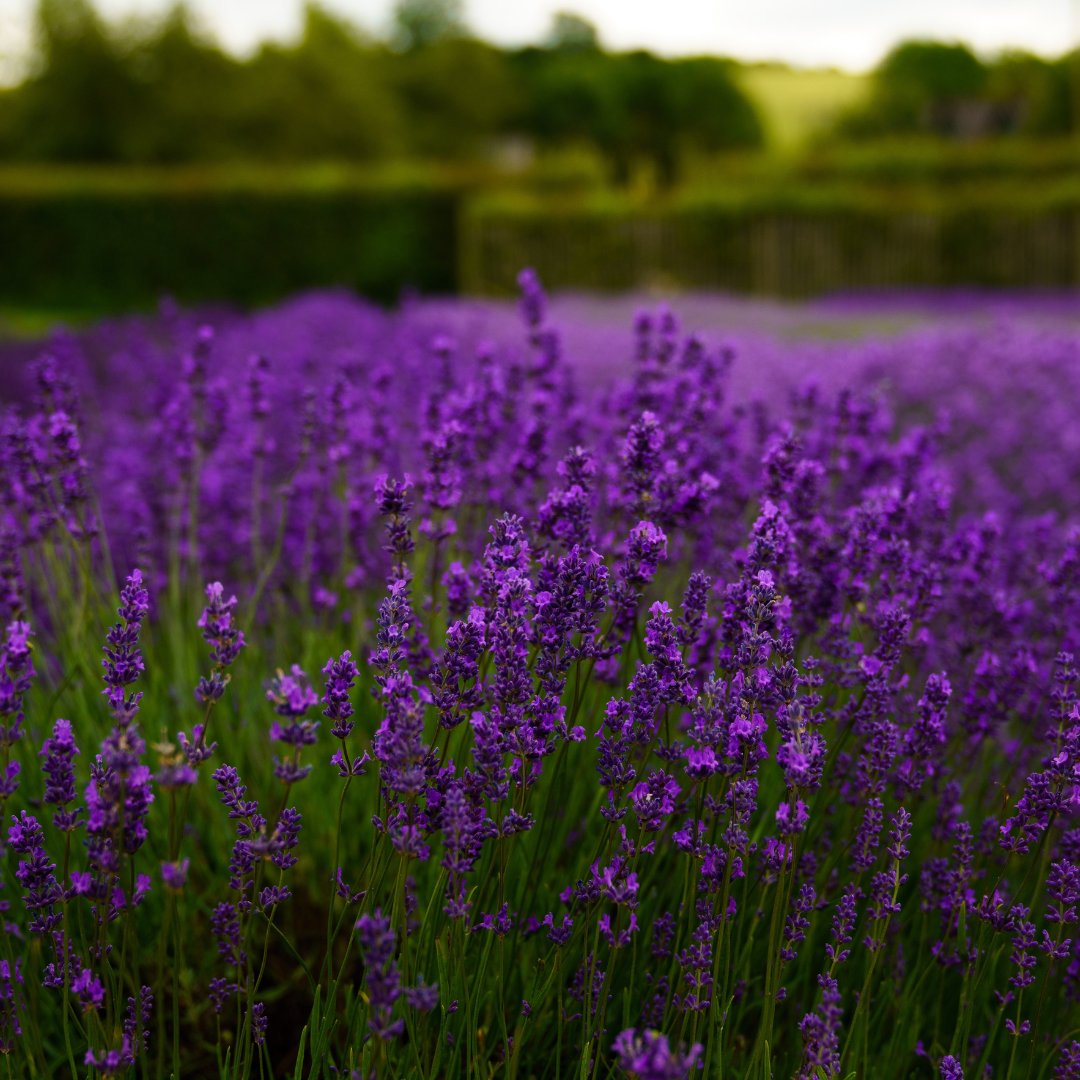 Gin lovers, rejoice! Our Cotswolds Dry Gin, infused with local lavender and freshly peeled pink grapefruit, is a testament to our dedication to flavour and quality. Why does our gin turn cloudy when mixed? It's all down to the high volume of botanicals we use. #CloudyGin