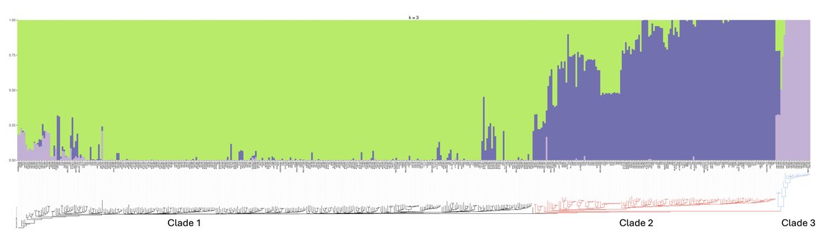 729 worldwide A. fumigatus isolates: 3 clades & recomb. Includes agriculture sites in 8 US states w pan-azole & multi-antimicrobial resistance. Now online at Applied & Environmental Microbiology. @marintalbrew @BrandiCelia @Brent_Shuman @UGAFungalGroup journals.asm.org/doi/10.1128/ae…