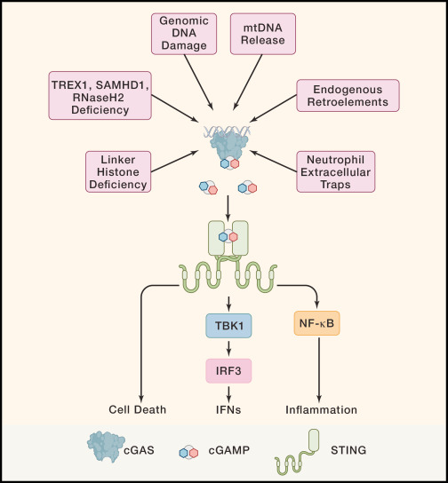 Waggoner Lab (@labwaggoner) on Twitter photo REVIEW <a href="/immunity/">noah</a> <a href="/DanBStetson1/">Dan Stetson</a>
New frontiers in the cGAS-STING intracellular DNA-sensing pathway
cell.com/immunity/pdf/S… REVIEW <a href="/immunity/">noah</a> <a href="/DanBStetson1/">Dan Stetson</a>
New frontiers in the cGAS-STING intracellular DNA-sensing pathway
cell.com/immunity/pdf/S…