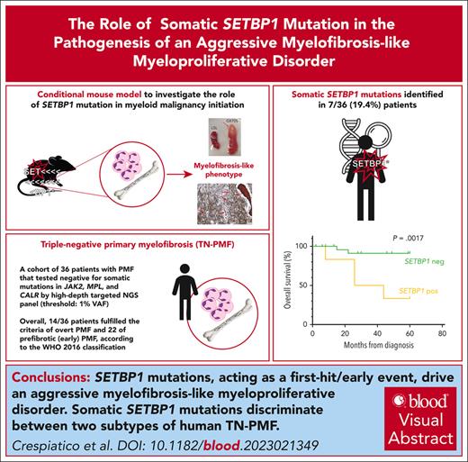 SETBP1 mutations discriminate between 2 subtypes of triple-negative myelofibrosis, with different genetic landscape and aggressiveness. ow.ly/LFw050R8Jes #myeloidneoplasia #hematopoiesisandstemcells