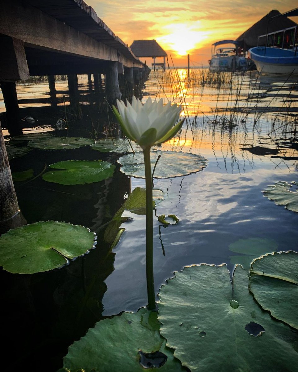 In @VisitBacalar you will find natural 𝘁𝗿𝗲𝗮𝘀𝘂𝗿𝗲𝘀 that captivate with their beauty, like these lilies that adorn the turquoise water.

They add a magical touch to the landscape! 🌿✨

📸 IG: camila_sg │ nangaffare

#MexicanCaribbean #TheSignatureParadise #Bacalar