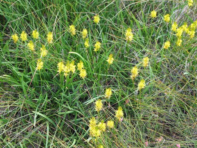 New Post: Bog Asphodel – a remarkable guardian of Dartmoor’s wetland ecosystems buff.ly/3U9KBiX