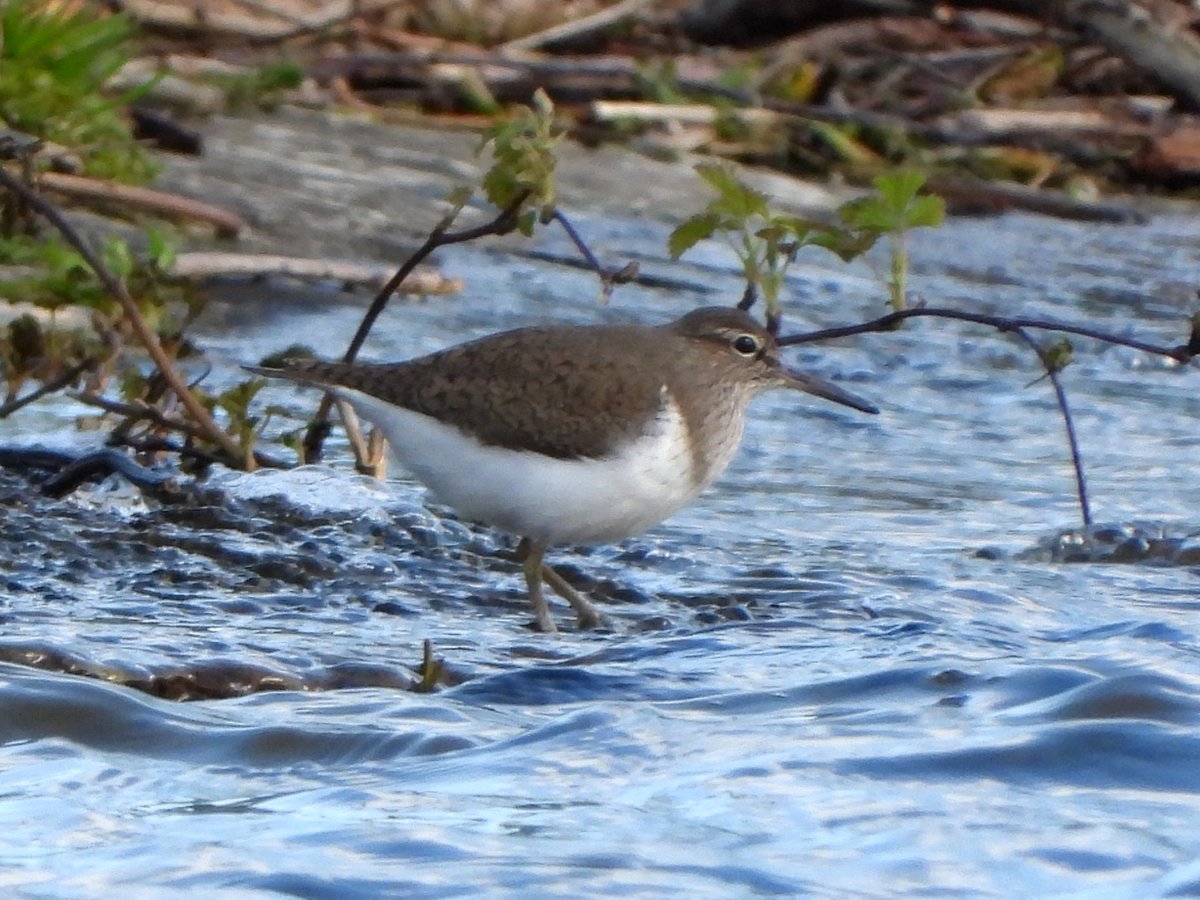 #GlosBirds Quick visit to Frampton Pools on my way back from WWT, very quiet and the only bird of note was a Lovely Common Sandpiper by the sailing club.