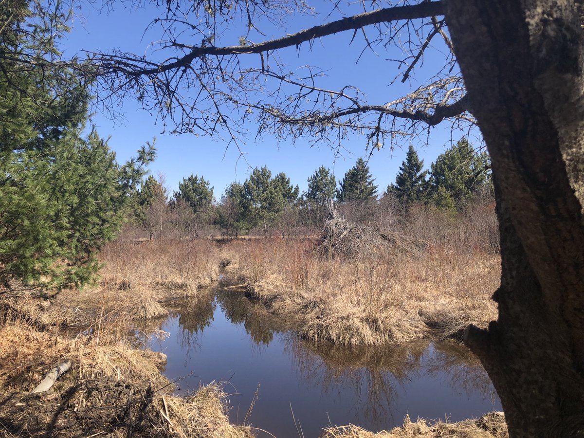 The ice is off the beaver pond on campus. Watch out for waddling beavers on the roads! After spending the winter in a lodge together, now is the time when the momma beavers kick out last year’s kits, and the young ones are wandering searching for a home of their own. #SpringTime