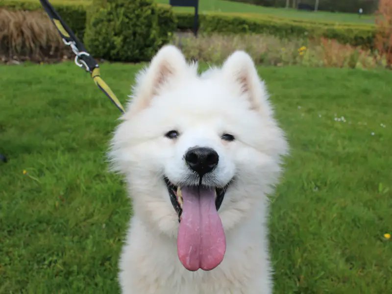 Tuesday's = tongues out 👅🐶 Misty at @DT_Shrewsbury hopes you're all having a great day! #TongueOutTuesday ⁣ [Image description: White Samoyed dog sitting outside on the grass with his tongue out.]