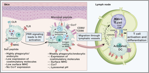 REVIEW @ImmunityCP @barton_lab @ShainaCarroll8 @ThePasareLab Control of adaptive immunity by pattern recognition receptors cell.com/immunity/fullt…