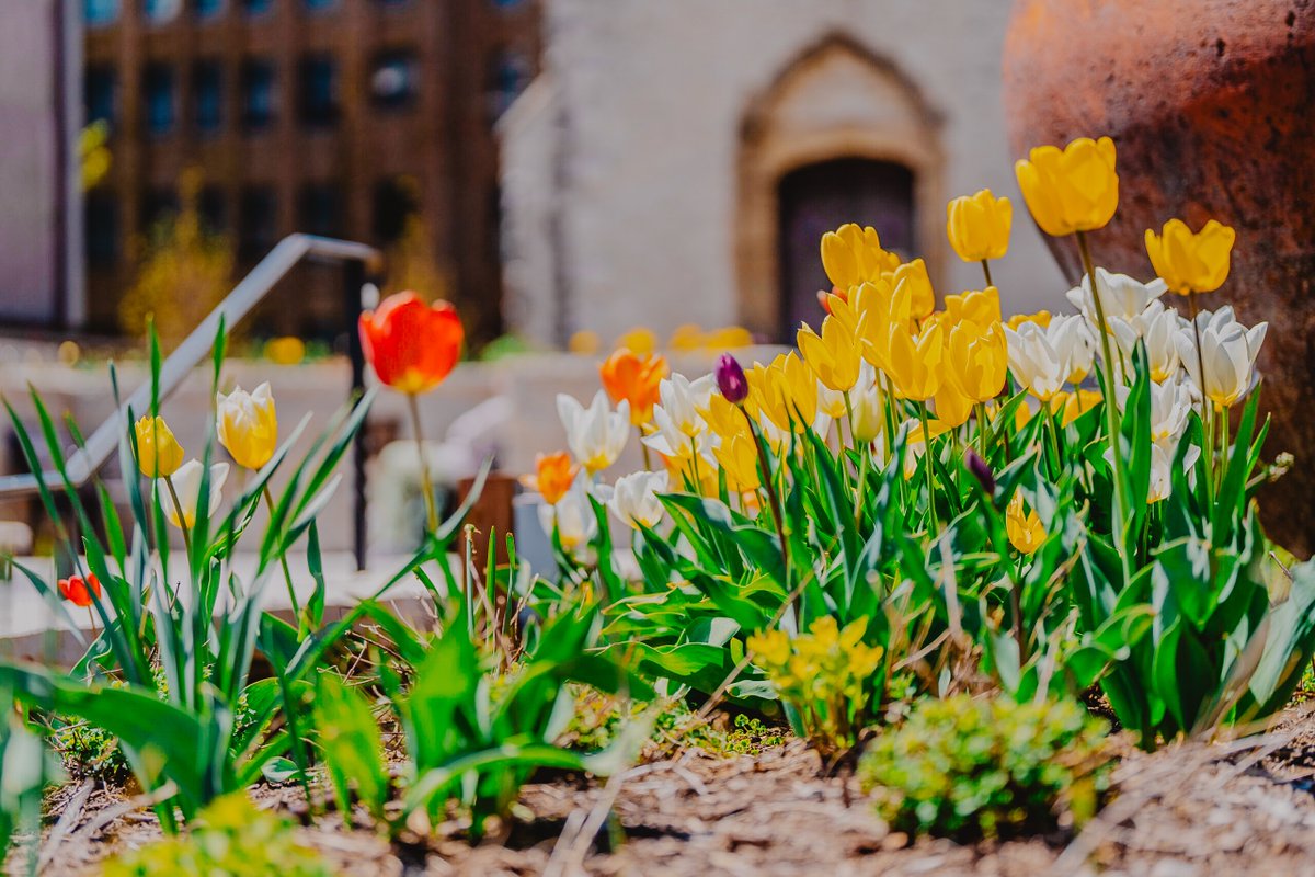 🌷 A prayer for spring God of love, you enter into our spring seasons, into our deepest places of inner dwelling, into the heart of our transformation. You give us glimpses of the truth. May we allow our experience of spring to speak to us of necessary change and growth.…