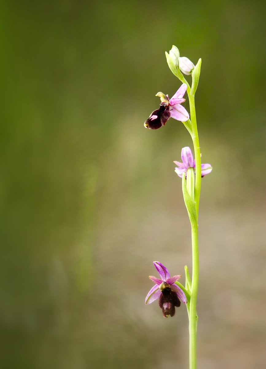 La insularitat de les Illes Balears ha fet que tinguem espècies endèmiques d'orquídies salvatges.

Ophrys balearica P. Delforge (borinot) 08/04/2024
#orquídies #orquideas #orchids #Menorca #BalearsNatura #MenorcaBiosfera #biodiversity #biodiversitat