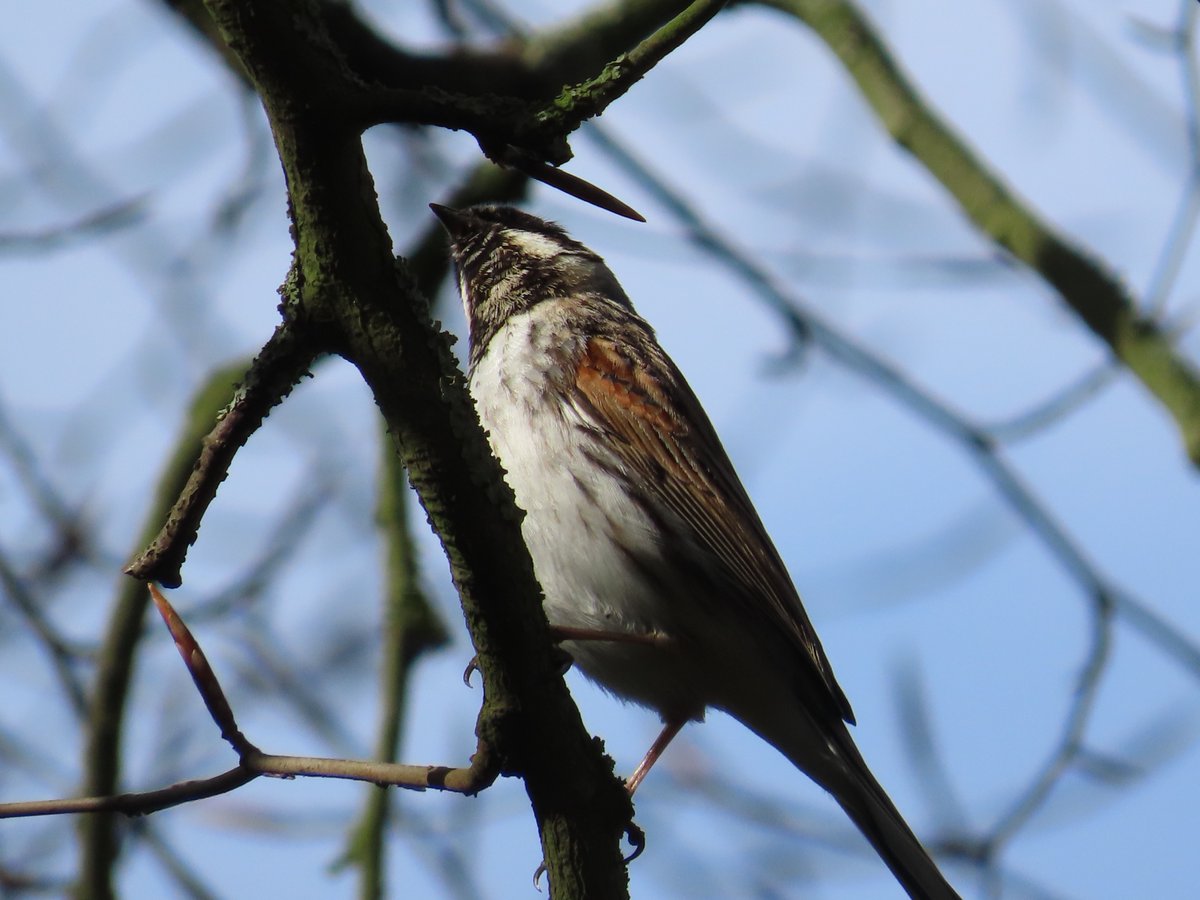 📌 Whitlingham Broad, Norfolk, England, UK A Reed Bunting (Emberiza schoeniclus) foraging along a branch. @Natures_Voice #ReedBunting #birds #wildlife #wildlifephotography #nature #naturephotography #countryside #Norfolk #England #UK