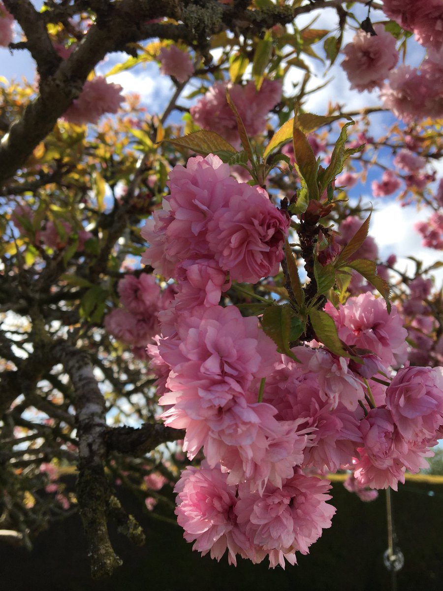 PhilomenaDuffy4's tweet photo. April 🌸 https://t.co/vWgzs5bygY