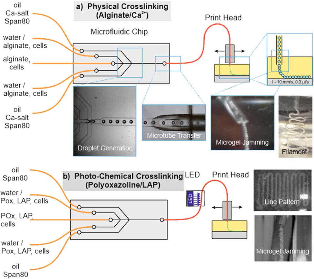 Sharing this interesting #OpenAccess paper in @Biofabrication led by Prof. Stephan Förster with @juergengroll + our @Boccaccini_Lab contribution and a great @dfg_public @SFB_TRR225 team: On-chip fabrication and in-flow 3D-printing of #microgel constructs➡️doi.org/10.1088/1758-5…