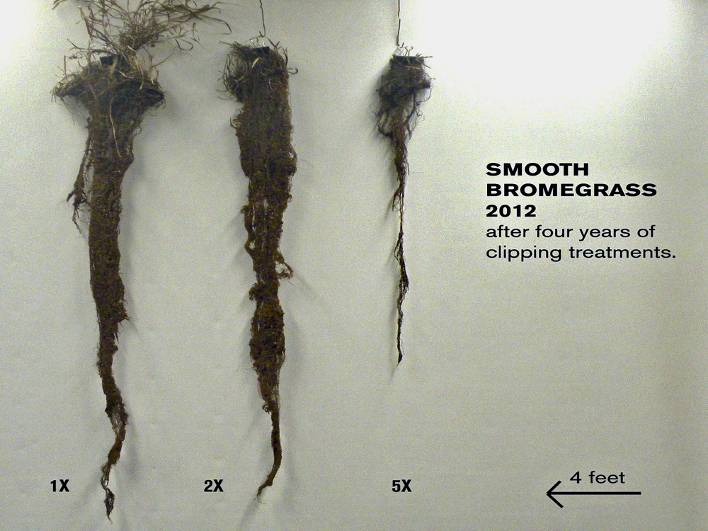 Managing grazing through drought: “Rotational grazing works when you have the potential for regrowth. That is the basis for exploiting the rest period.” canadiancattlemen.ca/grazing/managi…