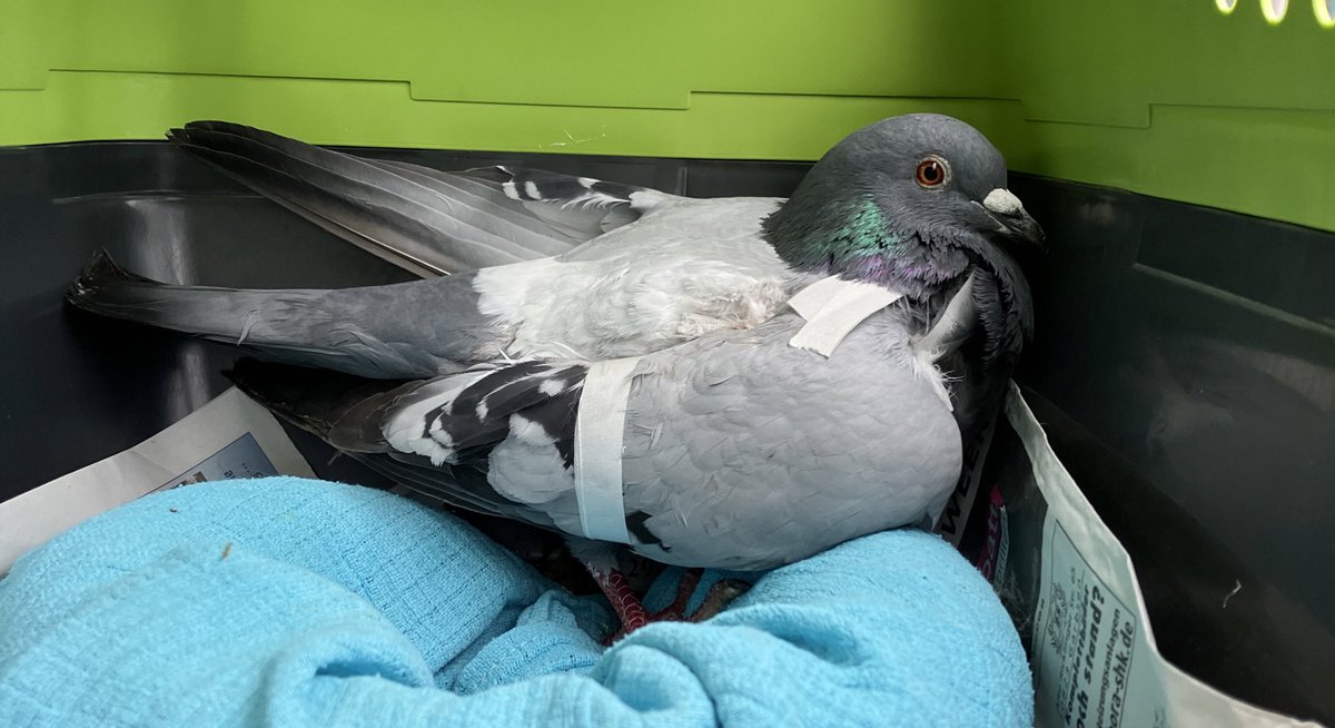 Took Harvi to the vet for checkup, luckily his broken wing has been healing well despite his constant attempts to shred the bandage and pull out the pin himself. 
If all goes well they can remove the pin next week.