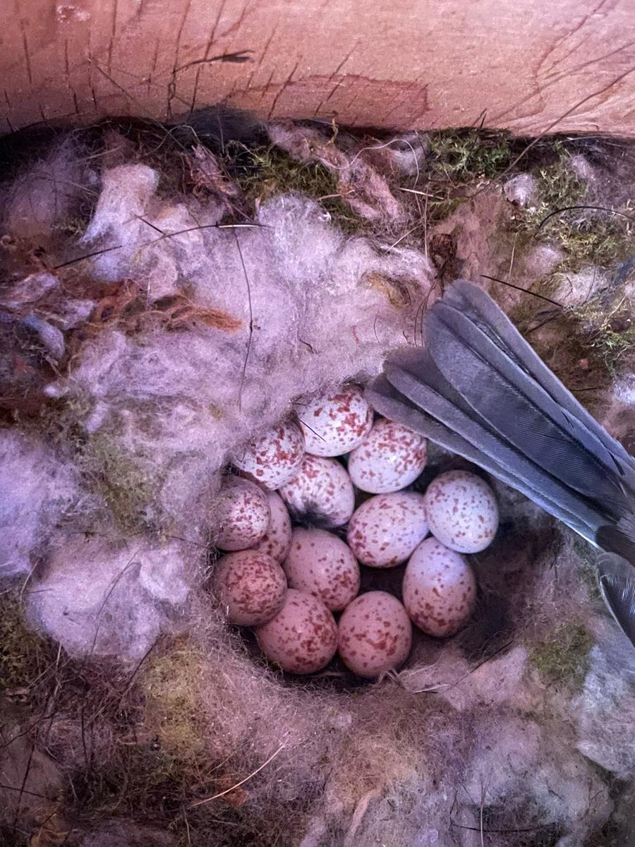 Juan Carlos Senar tweet media