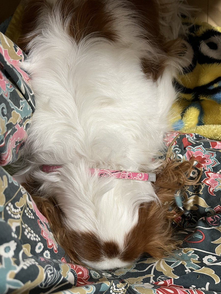 esocenn's tweet photo. こちら、飼い主の股でふて寝した犬。
(寝ようよのお誘いを何度も断った結果。ごめん) https://t.co/pqLi3F3S7W