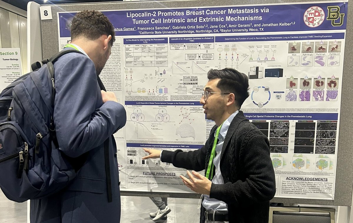 @Joshua_gamez119 explains our data w/ @CanopyBio on how lipocalin-2 from primary breast cancer cells alters immune and mesenchymal cell landscapes in premetastatic lung tissue to support #metastasis. @AACR #AACR24/#AACR2024 @Baylor @csunorthridge