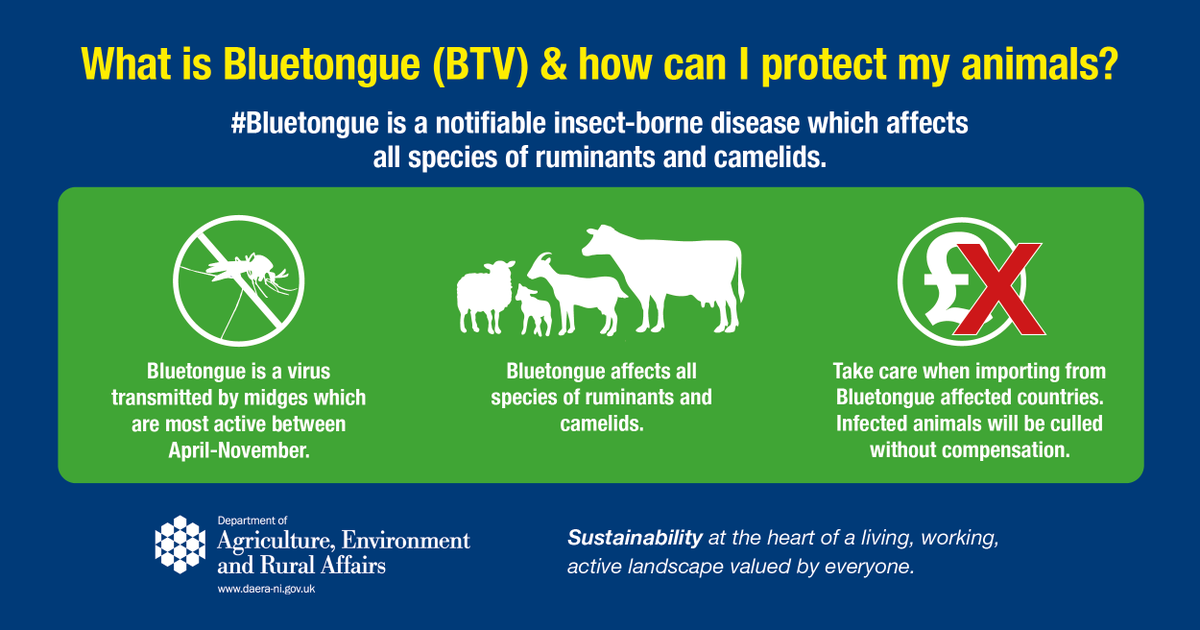 ⚠️#Bluetongue (BTV) is a notifiable insect-borne disease which affects all species of ruminants and camelids @DAERA is encouraging farmers to follow guidance & be aware of the risks to protect our animals 🔗More info at daera-ni.gov.uk/articles/bluet…