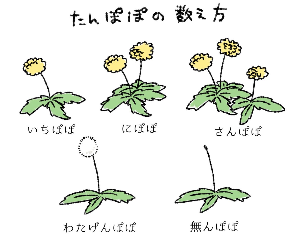 Post by カミサラ on X: たんぽぽの数え方