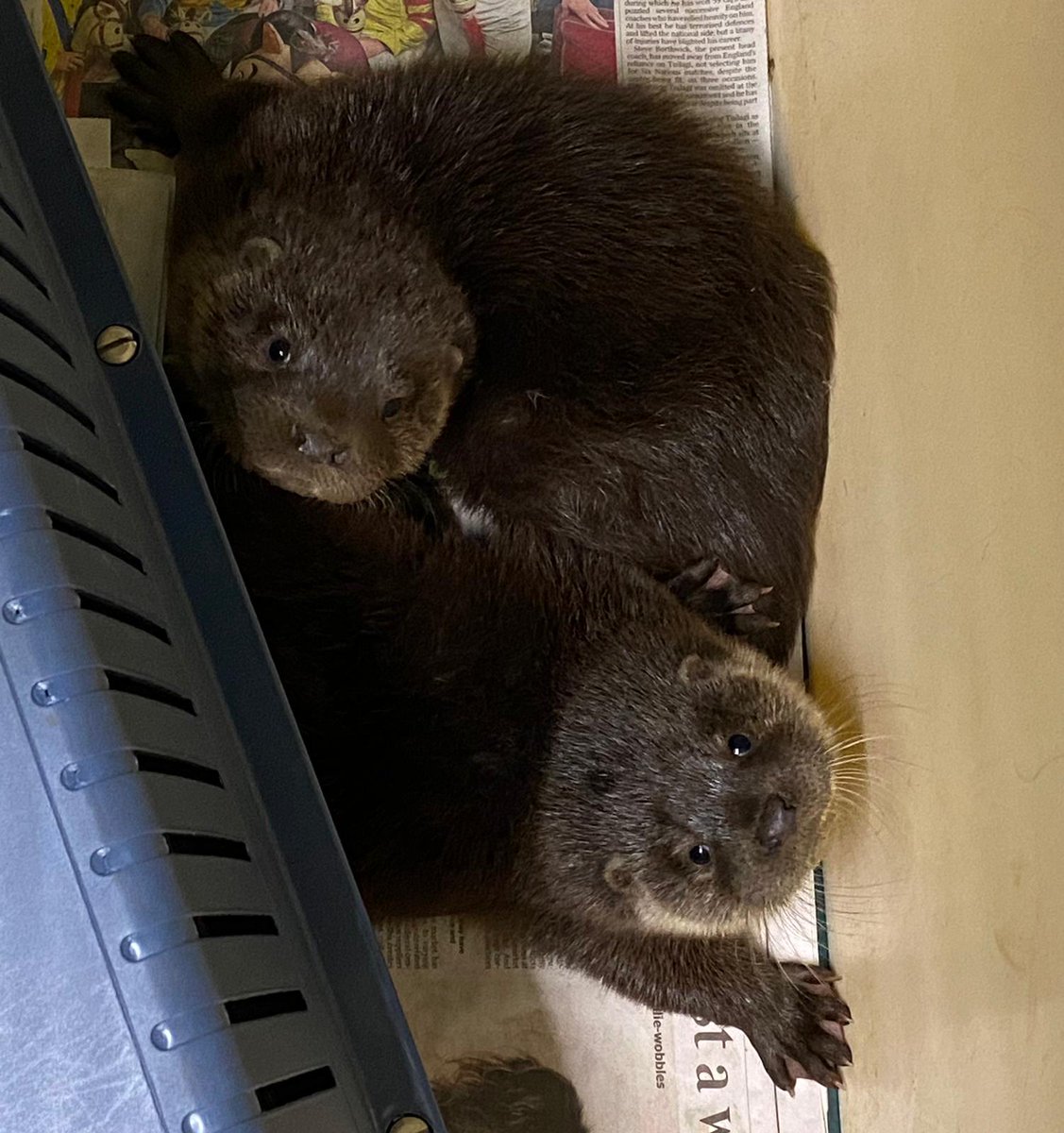 Double trouble! This pair of otter cubs were found to be without their mum over a couple of days, by a dog walker in N. Yorkshire. They have been lovingly hand reared by Rydale Wildlife Centre + now transferred to us for the rest of their rehab (approx 12 months!) @RSPCA_official