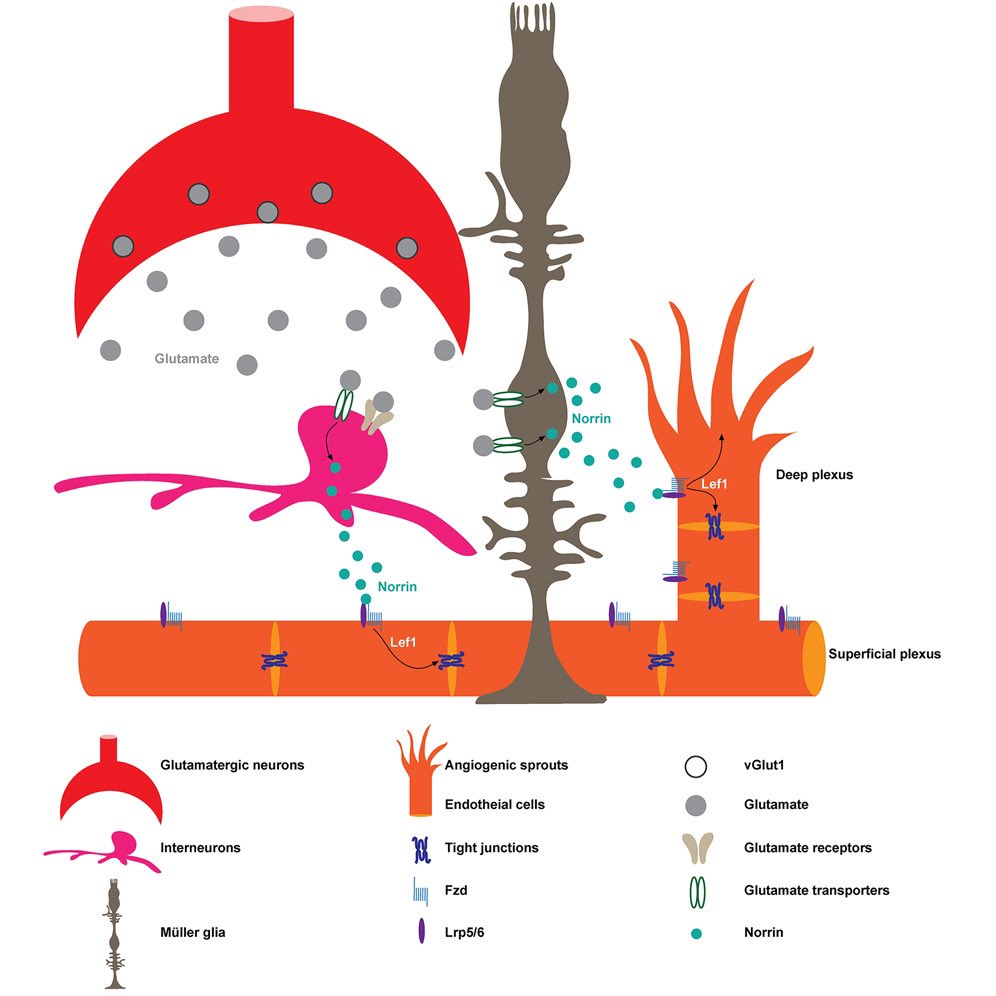 Rishi_1985 tweet media