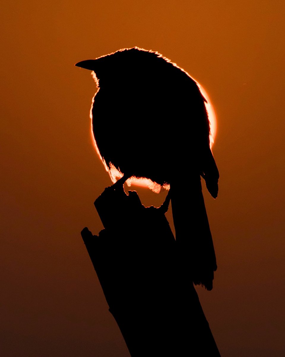 The ornithological version of a solar eclipse 🌘 #SolarEclipse2024