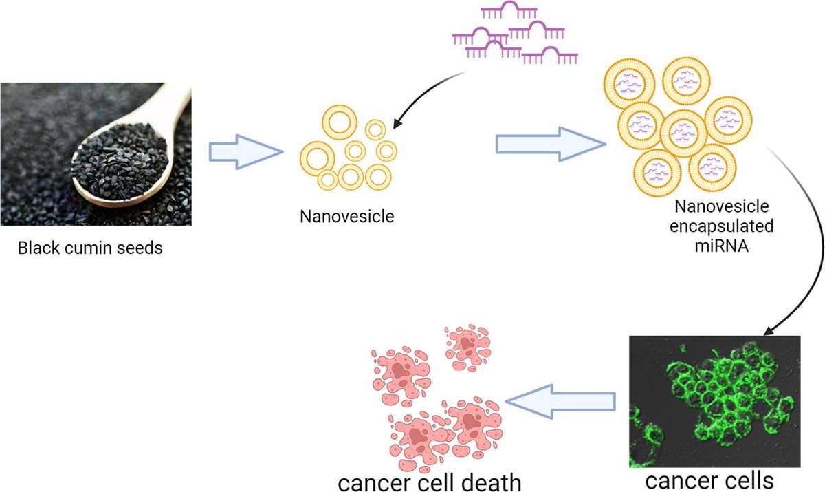 Black cumin-derived #nanovesicles offer cost-effective #miRNA delivery, showing promise for advanced #DrugDelivery, especially in developing countries.
➡️Free access until 29 May
#Research #PharmaTwitter #MedTwitter authors.elsevier.com/a/1iurC3Lfa-QP…