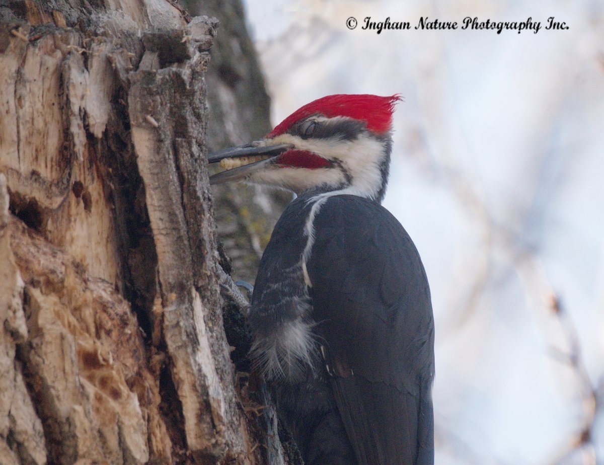 yycnature tweet picture