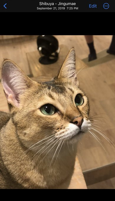 Time to say hello to these cats again soon!.. ❤️ 🐈  Miss Japan 🥺 #shinjuku #nekoclub https://t.co/WZ<a href="/tag/shinjuku"class="tags"><span>#shinjuku</span></a><a href="/tag/nekoclub"class="tags"><span>#nekoclub</span></a>