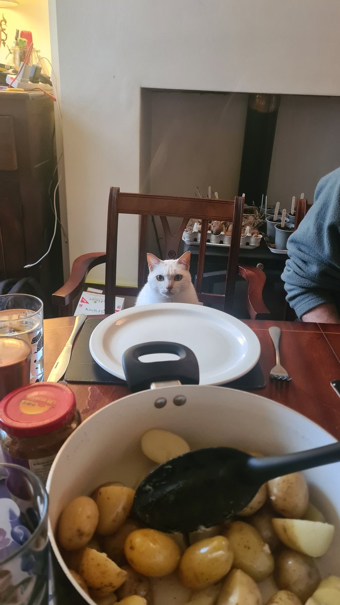 My cat as very good table manners.