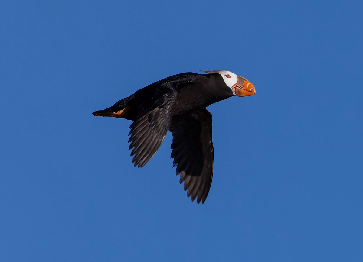 Tufted puffins spotted last week on the Oregon Coast! These archival photos are from Cannon Beach’s Haystack Rock, one of the best places on the West Coast to see the popular seabirds. 🆕⤵️ Photo: Roy W. Lowe