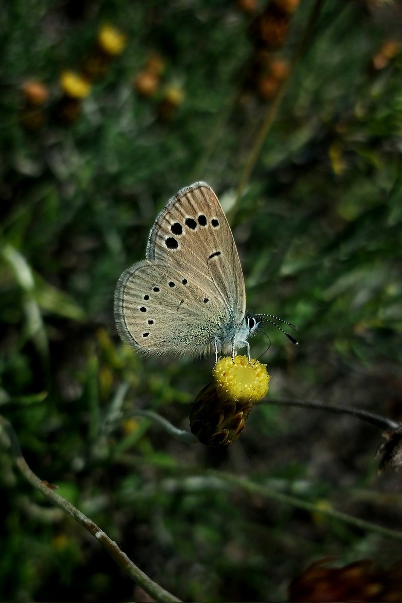 Phagnalon rupestre and Glaucopsyche paphos

#thisafternoon