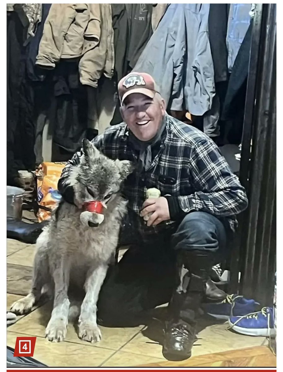 This guy ran over this Wolf with a snowmobile, duct taped it's mouth and paraded it around town before killing it...and got off with a $250 fine. 😡