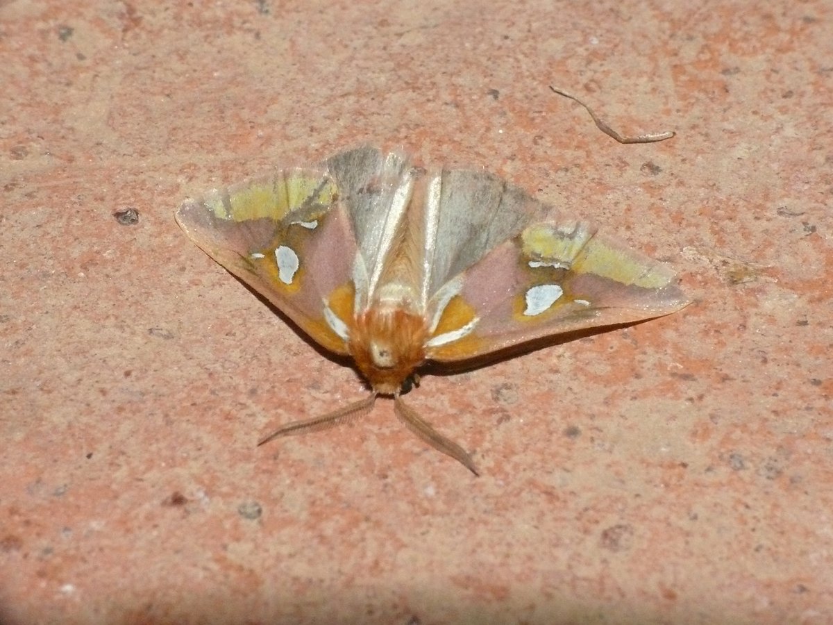 Axia margarita - moth-trapping at CIMA, Tarifa, Cadiz Province, Andalucia, Spain on the 28th of March 2024. I have to ask - is this Europe's prettiest moth? It has to at least be in the top 10?@JulieWilliamsBC @JLowenWildlife @FundacionMigres #spanishmoths facebook.com/permalink.php?…