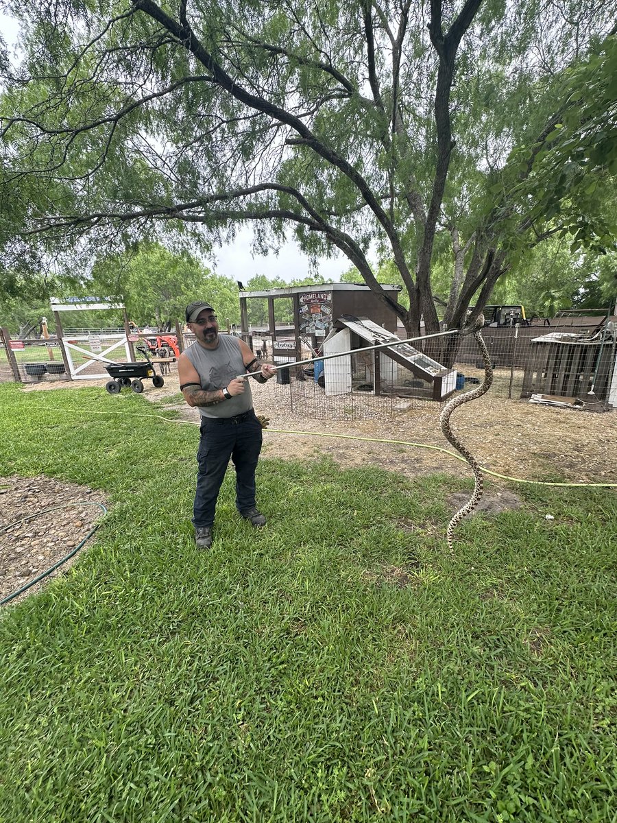 Gosh darned egg thief. #southTexas #rat #snake <a href="/MrsGrayMarlin2/">MrsGrayMarlin</a>