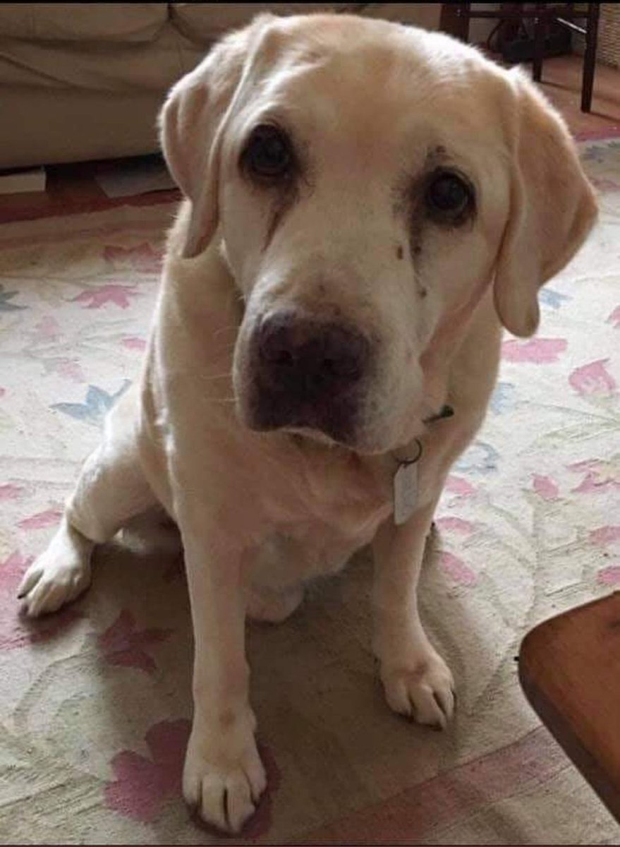 Meet Bruno , a retired guide dog & Therapy dog , he is 19 today 😍 Wish him a happy birthday 🎉🎁