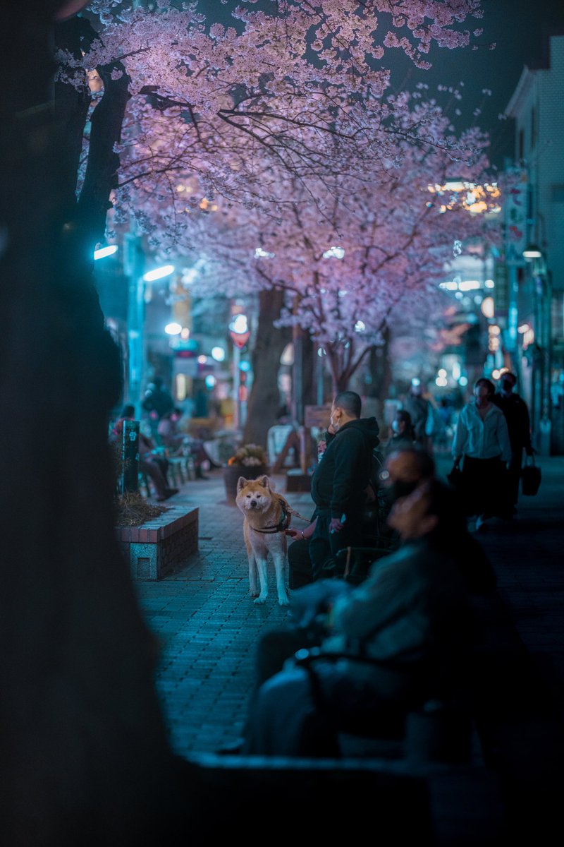 Did you have time to enjoy the Sakura season ? Because since yesterday with the heavy rain, followed by the heavy wind, everything has turned green. Which place impressed you the most?

Shot with the Canon R5 and the RF 85mm f1.2 lens