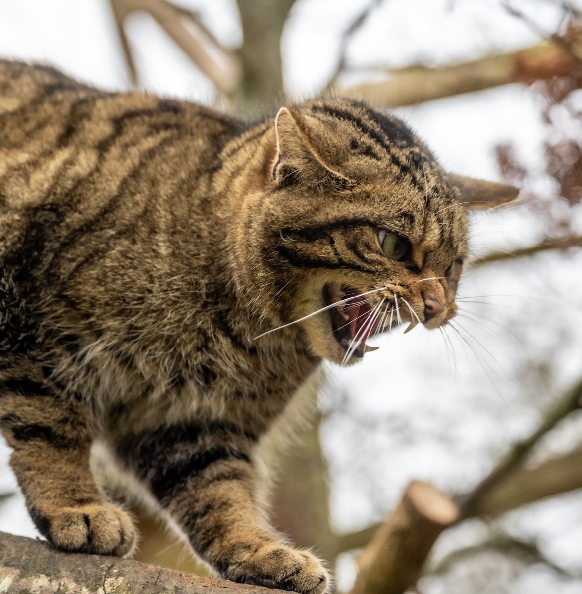 Learn more about wildcat restoration in Scotland! With sessions for nursery to university levels, enquire about an educational visit to @HighlandWPark and request a session with a member of our team 🐾 Fill out our booking form here ➡ rzss.org.uk/education/how-… 📷 Guy Roberts