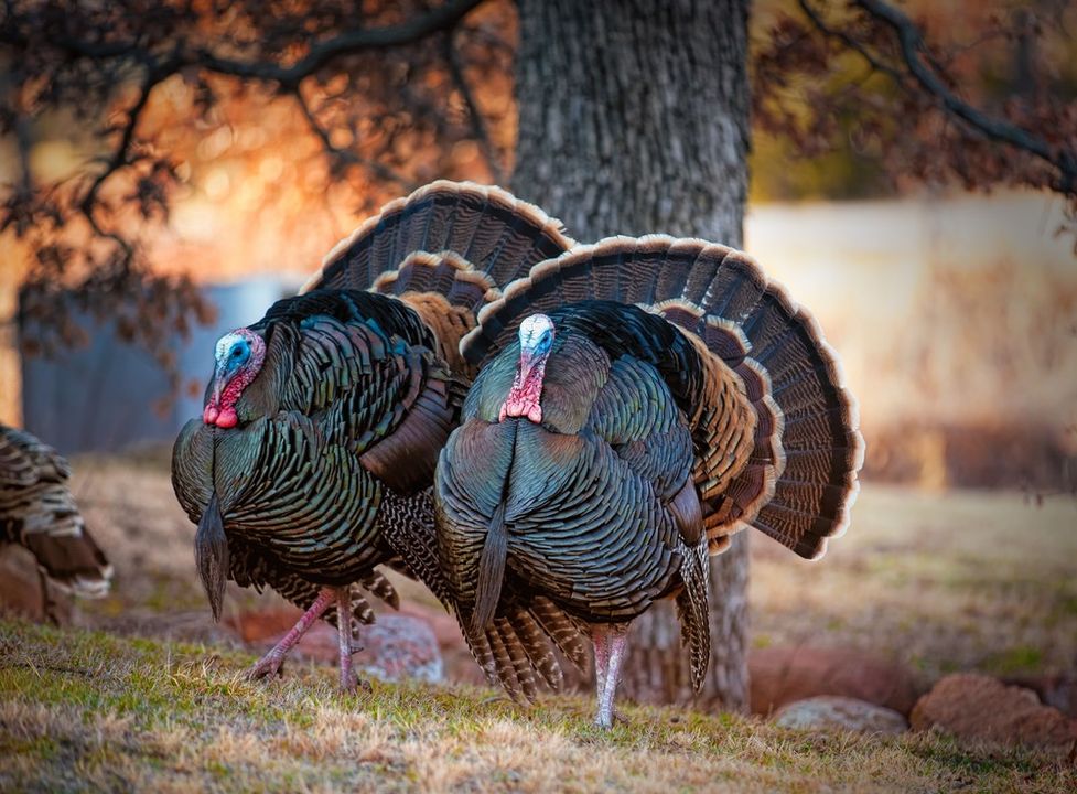 Youth Turkey Season continues through April 12. REMINDER: Only one turkey may be taken during the youth season. For more turkey hunting regulations, visit: bit.ly/3uKJk44