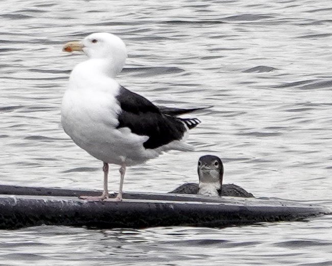 Two loons were inspecting the Reservoir fountain last week, until their fun was interrupted by the arrival of a great black-backed gull (they were not amused) ⛲️🧐 #birdcpp #birdwatching #birdphotography #naturephotography #centralpark