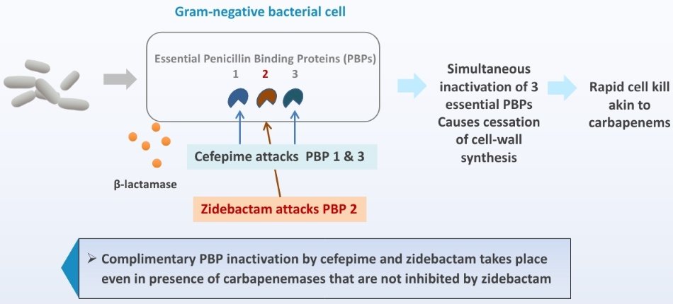 #IDtwitter
#1minID 
#Day12
Cefepime-Zidebactam
BL BLE not BL BLI
2 g + 1 g, TID over 1h
Zidebactam-novel β-lactam enhancer discovered in India
neutralizes all the known GNB resistance mechanisms
Active against CR/XDR Pseudo, Enterobacterales (E. coli, Klebsiella etc), Acineto
1/n