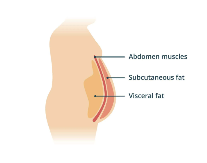 LifetimeVibe's tweet photo. Understand the 3 types of belly fat in out new blog post! https://t.co/Ym2KZZ8qQX #lifetimevibe #bellyfat #vibrationplate https://t.co/1DxAcMFm3l