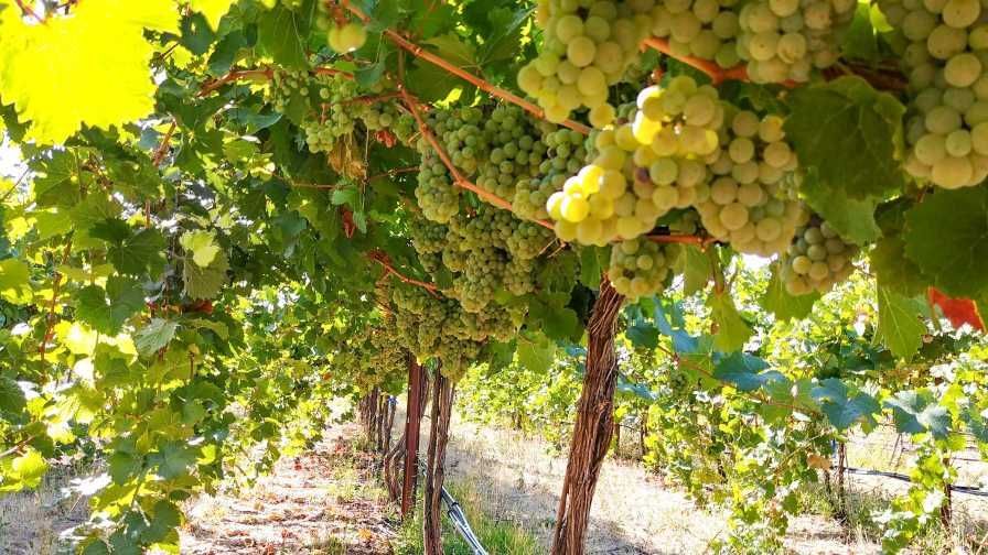 Ways Wine Grape Growers Are Adapting to Climate Change - Growing Produce - growingproduce.com/fruits/grapes/… #wine