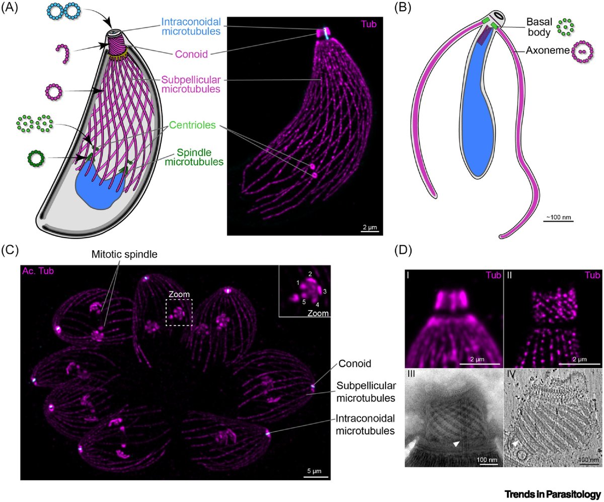 Trends in Parasitology tweet media