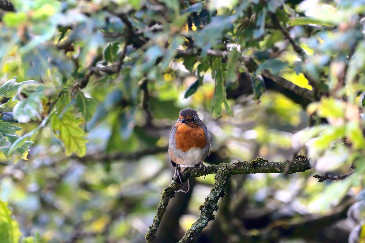 #robin #ukbirds #wildlifelovers #nature_perfection #birds #wildlifephotography #birdphotography #NaturePhotography #birdwatching #birding #photooftheday #birds_captures #birdlovers #rspb_love_nature #nikond500 #sigma150600 #birdportrait