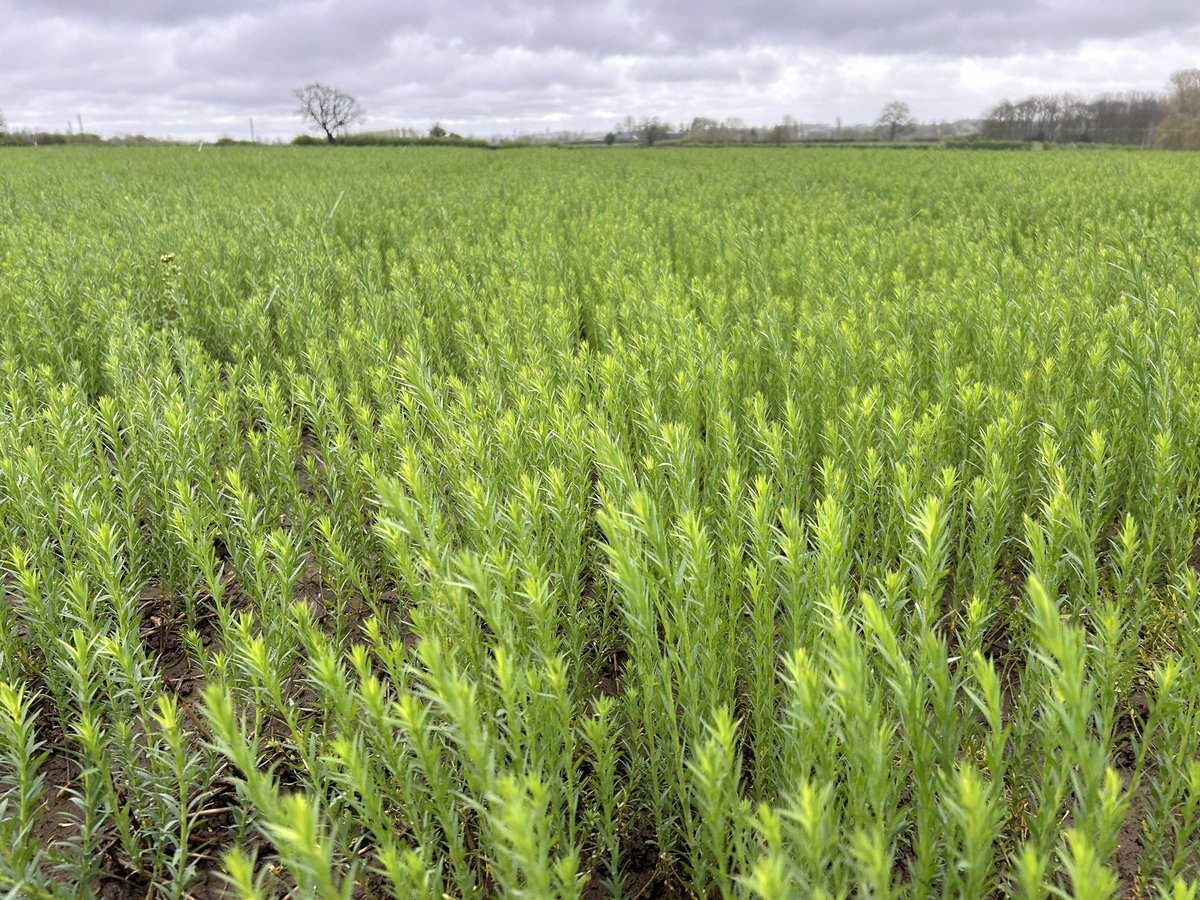 The rain got windier.  winter #linseed variety Atilla in Derbyshire into stem extension now. PGRs should be on now,  and any outstanding herbicides @PremiumCrops