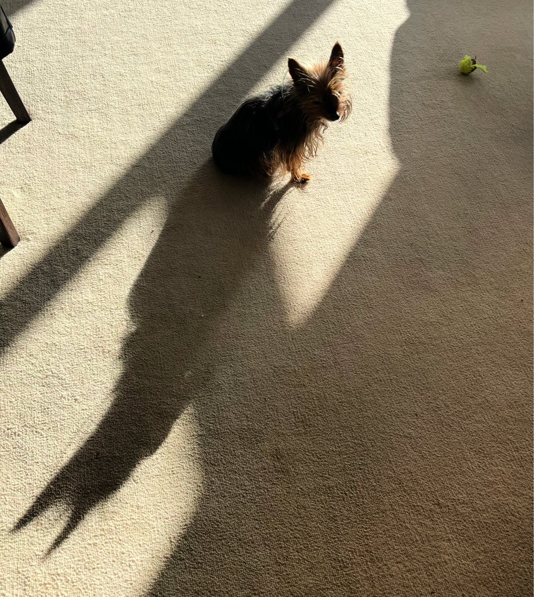 According to my shadow, I am.... ...Batman? nah, maybe just a really big dog, or a bunny.