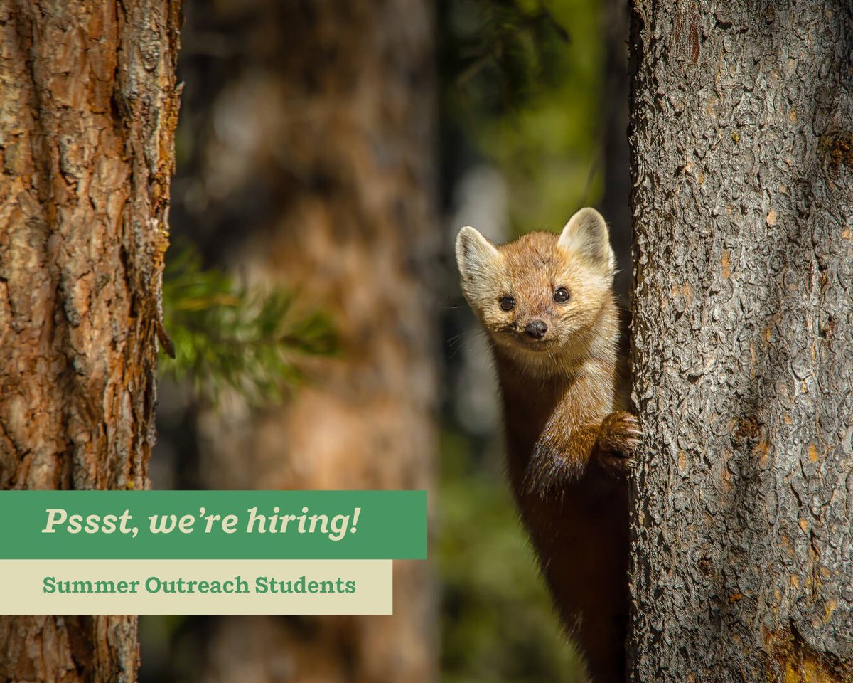 🌲 Head's up, friends — we're hiring two summer outreach students!🌲 If you're a returning student who is passionate about conservation, the environment, and nature, we'd love to hear from you 🌱 #Alberta #Calgary #YYC #Hiring #SummerJob #StudentJob cpaws-southernalberta.org/careers/summer…