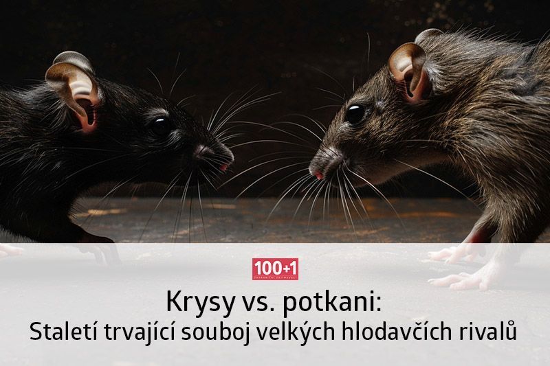 Tam, kde se objeví potkani, není pro krysy místo. Zooarcheologové mapovali, jak se vyvíjel staletí trvající souboj těchto hlodavců na území Severní Ameriky... buff.ly/3TTDbPo