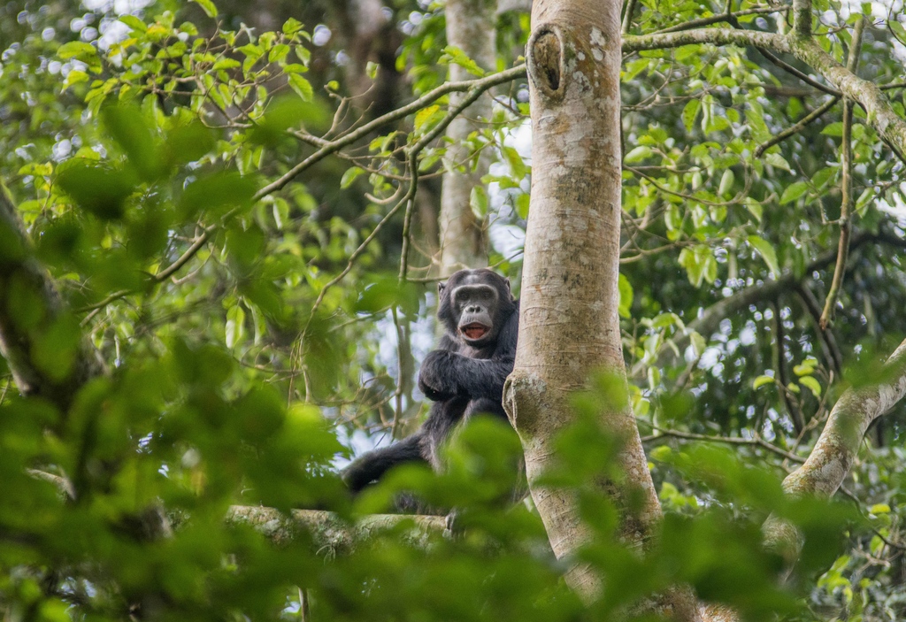 It's always nice when you can surprise each other.⁠ ⁠ Some of the world's best primate viewing is in Micato's Rwanda. Join us there.
