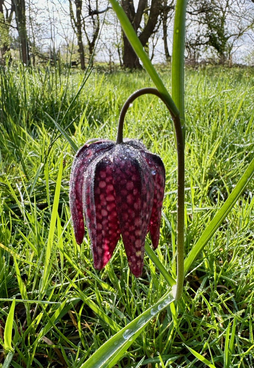 Snakes Head Fritillary - spotted recently in Fishbourne Meadows by Shirley Rushmer #wildflowerhour #snakesheadfritillary
